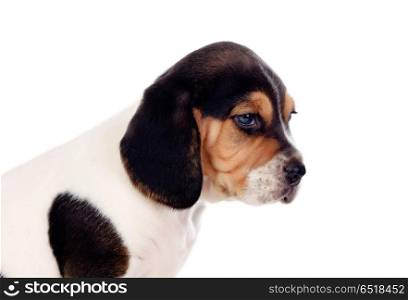 Beautiful portrait of a beagle puppi brown and black. Beautiful portrait of a beagle puppi brown and black isolated on a white background