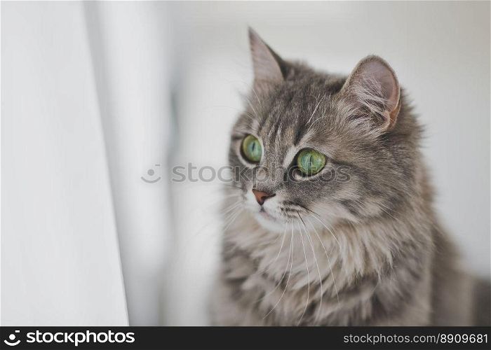 Beautiful portrait of a cute cat.. Close up portrait of a gray fluffy cat 1161.. Close up portrait of a gray fluffy cat 1161.
