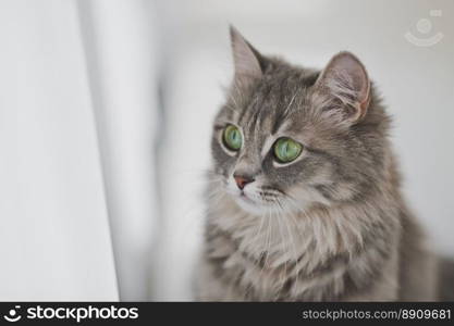 Beautiful portrait of a cute cat.. Close up portrait of a gray fluffy cat 1161.. Close up portrait of a gray fluffy cat 1161.