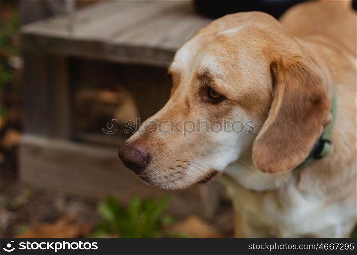 Beautiful portrait of a dog with sad expression in the park next to a wooden bench
