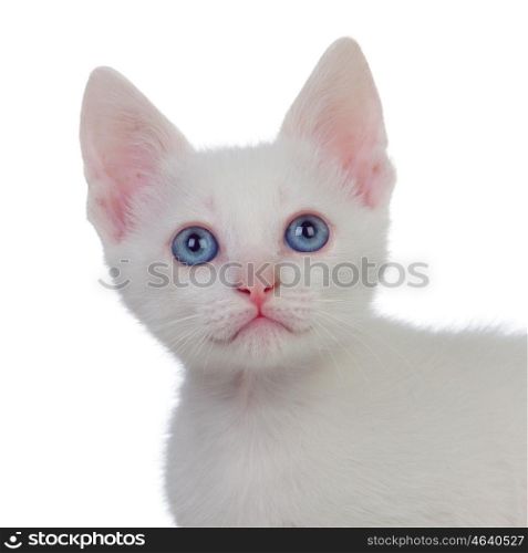 Beautiful portrait of a kitten with blue eyes isolated on white background
