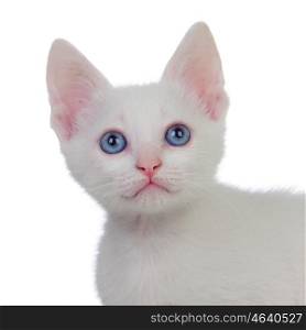 Beautiful portrait of a kitten with blue eyes isolated on white background