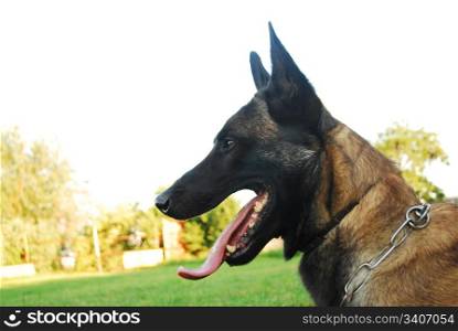 beautiful portrait of a purebred belgian shepherd cute watching dog