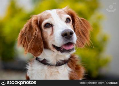 Beautiful portrait of a white and brown dog outside