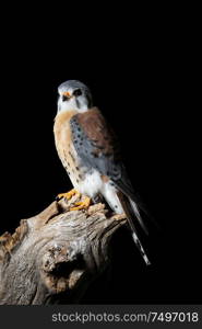 Beautiful portrait of American Kestrel Falconidae in studio setting on black background with dramatic lighting