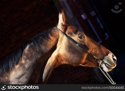beautiful portrait of bay purebred akhal-teke stallion at the dark background