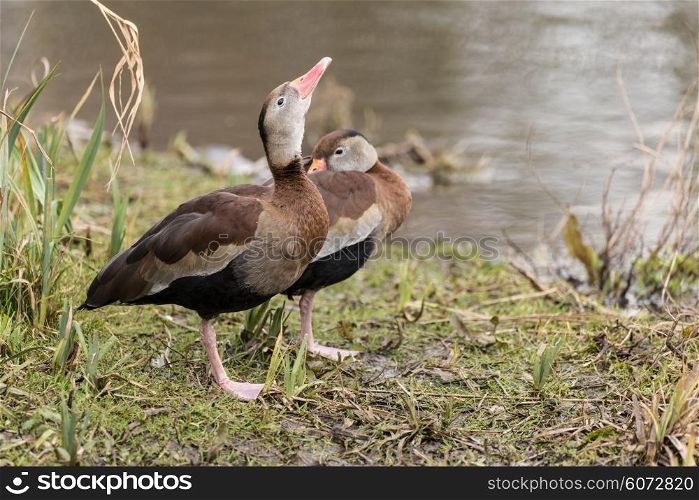 Beautiful portrait of black bellied whistling duck in the wild
