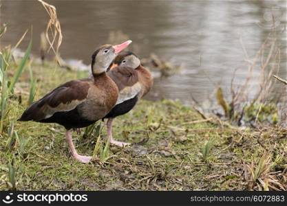 Beautiful portrait of black bellied whistling duck in the wild