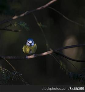 Beautiful portrait of Blue Tit Cyanistes Caeruleus bird sitting in sunshine in forest landscape