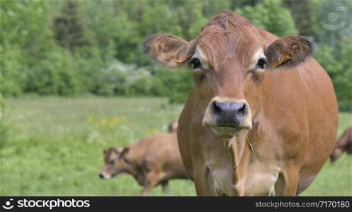 beautiful portrait of brown cow in alpine meadow