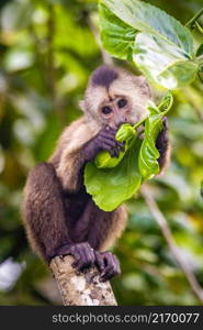 Beautiful portrait of capuchin wild monkey eating fruit on tree. Beautiful portrait of capuchin wild monkey eating fruit