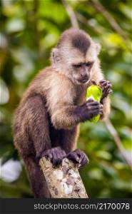 Beautiful portrait of capuchin wild monkey eating fruit on tree. Beautiful portrait of capuchin wild monkey eating fruit