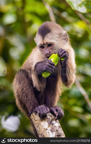 Beautiful portrait of capuchin wild monkey eating fruit on tree. Beautiful portrait of capuchin wild monkey eating fruit