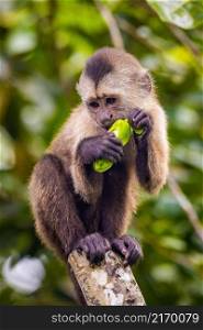 Beautiful portrait of capuchin wild monkey eating fruit on tree. Beautiful portrait of capuchin wild monkey eating fruit