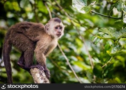 Beautiful portrait of capuchin wild monkey sitting on tree in jungle. Beautiful portrait of capuchin wild monkey sitting on tree