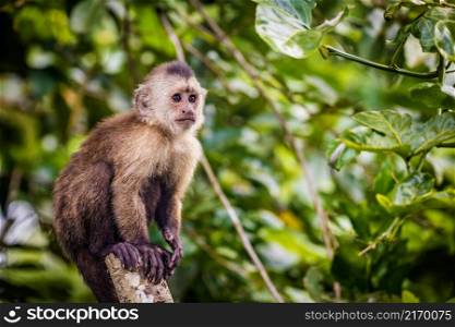 Beautiful portrait of capuchin wild monkey sitting on tree in jungle. Beautiful portrait of capuchin wild monkey sitting on tree