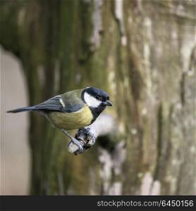 Beautiful portrait of Coal Tit Periparus Ater in sunshine in forest landscape setting