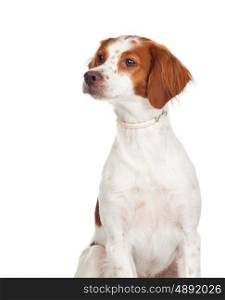 Beautiful portrait of dog isolated on a white background