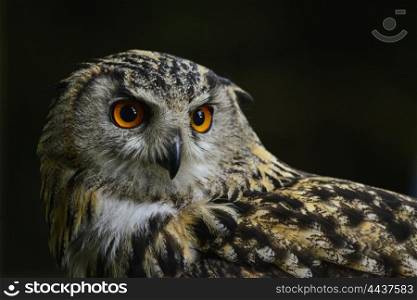 Beautiful portrait of European Eagle Owl bubo bubo