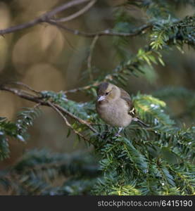 Beautiful portrait of female Chaffinch Fringilla Coelebs in tree in woodland