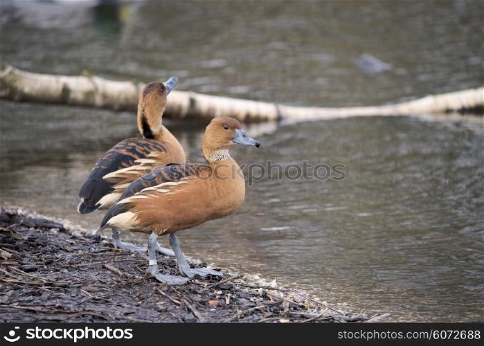 Beautiful portrait of fulvous whistling duck in the wild
