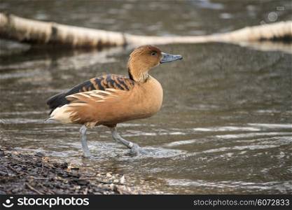 Beautiful portrait of fulvous whistling duck in the wild