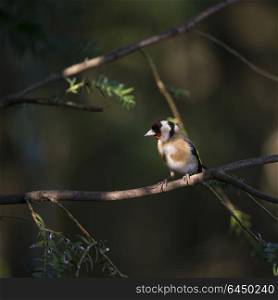 Beautiful portrait of Goldfinch Carduelis Carduelis sitting in sunshine on branch of tree in woodland