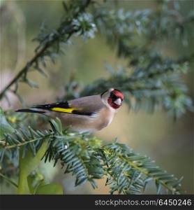 Beautiful portrait of Goldfinch Carduelis Carduelis sitting in sunshine on branch of tree in woodland