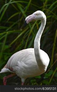 Beautiful portrait of Greater Flamingo Phoenicopterus Roseus bird grooming itself