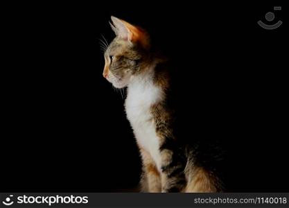 beautiful portrait of kitten sleeping and playing on black background