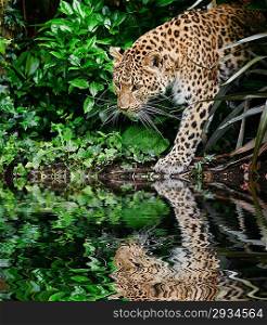 Beautiful portrait of leopard Panthera Pardus big cat amongst foliage in captivity reflected in calm water