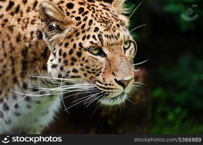 Beautiful portrait of leopard Panthera Pardus big cat amongst foliage in captivity