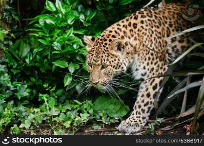 Beautiful portrait of leopard Panthera Pardus big cat amongst foliage in captivity