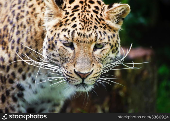 Beautiful portrait of leopard Panthera Pardus big cat amongst foliage in captivity