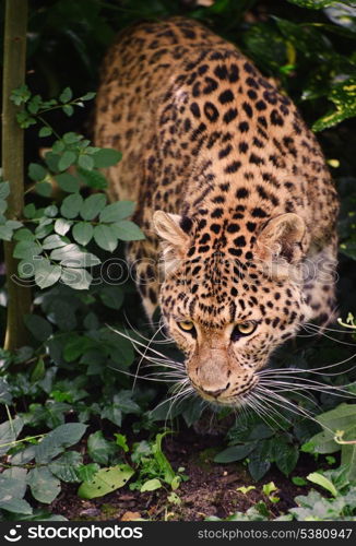 Beautiful portrait of leopard Panthera Pardus big cat amongst foliage in captivity