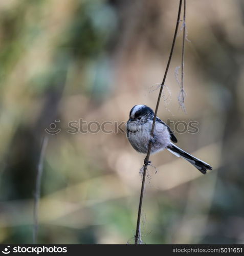 Beautiful portrait of Long Tailed Tit Aegithalos Caudatus bird in sunshine in woodland setting