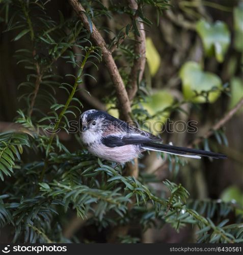 Beautiful portrait of Long Tailed Tit Aegithalos Caudatus bird in sunshine in woodland setting