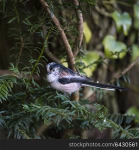 Beautiful portrait of Long Tailed Tit Aegithalos Caudatus bird in sunshine in woodland setting