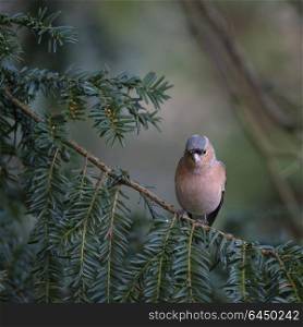 Beautiful portrait of male Chaffinch Fringilla Coelebs sitting in sunshine on branch of tree in forest