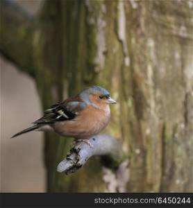 Beautiful portrait of male Chaffinch Fringilla Coelebs sitting in sunshine on branch of tree in forest