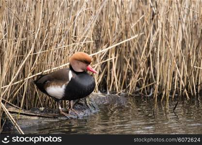Beautiful portrait of red crested pochard in the wild