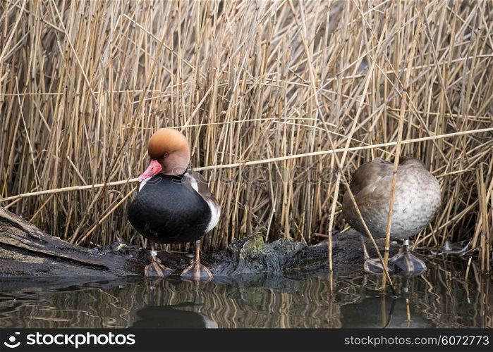 Beautiful portrait of red crested pochard in the wild