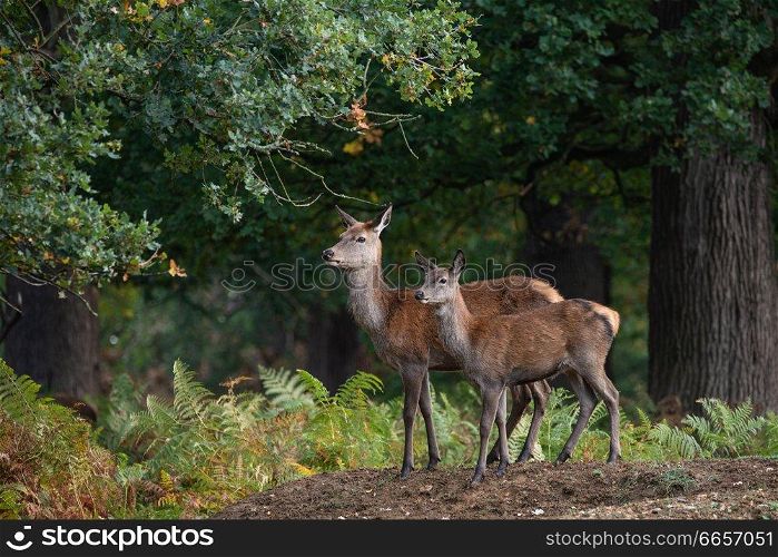 Beautiful portrait of red deer hind in colorful Autumn forest landscape