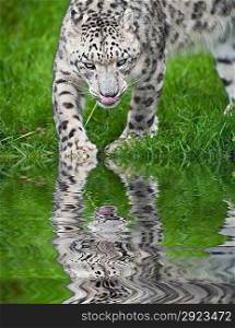 Beautiful portrait of Snow Leopard Panthera Uncia Uncia big cat in captivity reflected in calm water