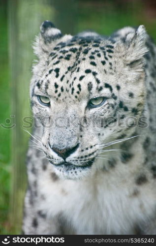 Beautiful portrait of Snow Leopard Panthera Uncia Uncia big cat in captivity