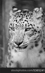 Beautiful portrait of Snow Leopard Panthera Uncia Uncia big cat in captivity in black and white monochrome
