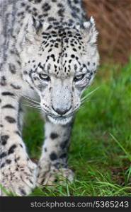Beautiful portrait of Snow Leopard Panthera Uncia Uncia big cat in captivity