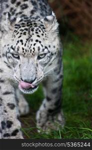 Beautiful portrait of Snow Leopard Panthera Uncia Uncia big cat in captivity