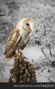 Beautiful portrait of Snowy Owl Bubo Scandiacus in studio setting isolated on snowy Winter backgorund