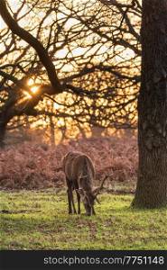 Beautiful portrait of solo red deer stag Cervus Elaphus in golden dawn sunlight in Winter in woodland landscape